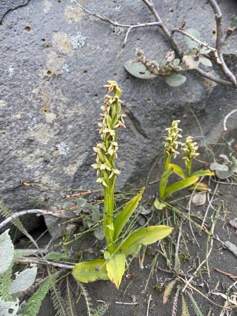 How to Propagate Platanthera hyperborea