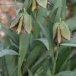 How to Propagate Fritillaria davisii