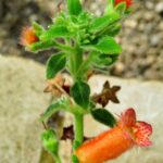 How to Propagate Kohleria spicata