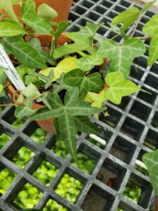 How to Propagate Hedera sinensis
