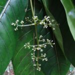 How to Propagate Psychotria calothyrsa
