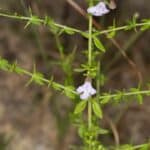 Prostanthera sejuncta