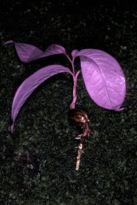 How to Propagate Eschweilera pedicellata