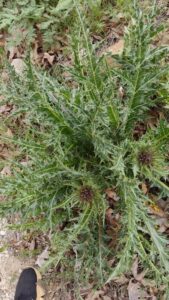 How to Propagate Gundelia tournefortii