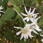 How to Propagate Podachaenium eminens