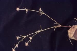 How to Propagate Chorizanthe membranacea