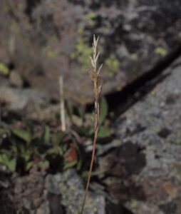 How to Propagate Podagrostis humilis