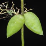 How to Propagate Dischidia immortalis