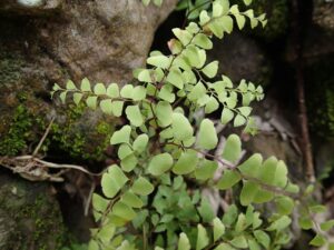 How to Propagate Adiantum patens