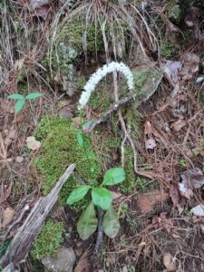 How to Propagate Chamaelirium luteum