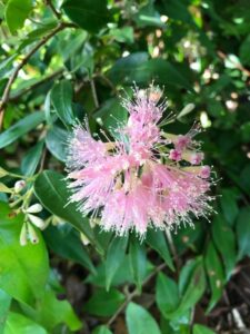 How to Propagate Syzygium × intermedium