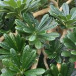 How to Propagate Dorstenia gigas