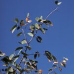 How to Propagate Colophospermum mopane