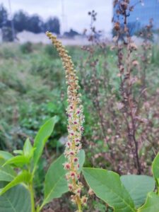 Phytolacca icosandra