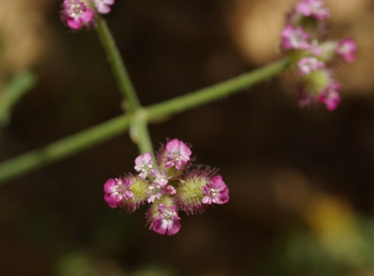 How to Propagate Turgenia latifolia