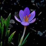 How to Propagate Crocus corsicus