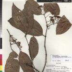 How to Propagate Cheiloclinium belizense