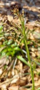 How to Propagate Luzula sylvatica
