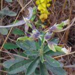 How to Propagate Crotalaria retusa