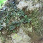 Specklinia microphylla