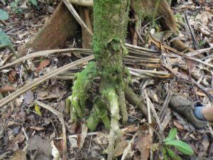 How to Propagate Pandanus balansae