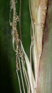 How to Propagate Streptochaeta sodiroana