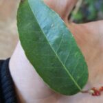 How to Propagate Ilex ambigua