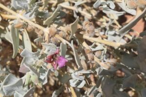 How to Propagate Petalidium canescens