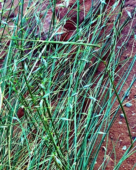 How to Propagate Eriocoma hymenoides