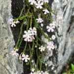 Ourisia microphylla