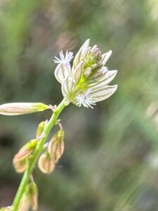 How to Propagate Polygala monspeliaca