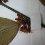 How to Propagate Erythroxylum leptoneurum