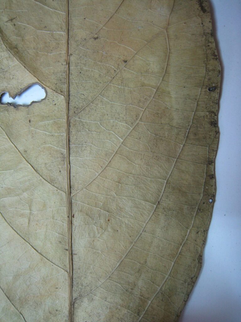 How to Propagate Salacia juruana