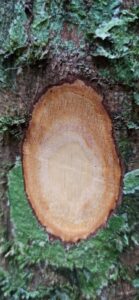 How to Propagate Angylocalyx pynaertii