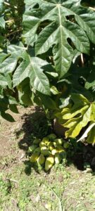 How to Propagate Vasconcellea pubescens