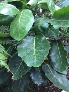 How to Propagate Meryta sinclairii