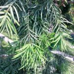 How to Propagate Afrocarpus gracilior