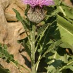 How to Propagate Jurinea arachnoidea