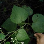 How to Propagate Koanophyllon solidaginoides