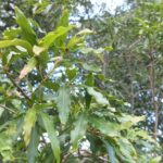 How to Propagate Faurea macnaughtonii