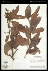 How to Propagate Dicella conwayi