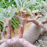 How to Propagate Pachypodium rosulatum