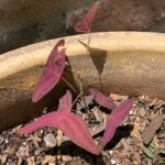 How to Propagate Christia vespertilionis