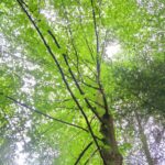 How to Propagate Betula lenta