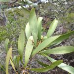 How to Propagate Garnieria spathulifolia