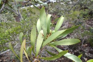 How to Propagate Garnieria spathulifolia