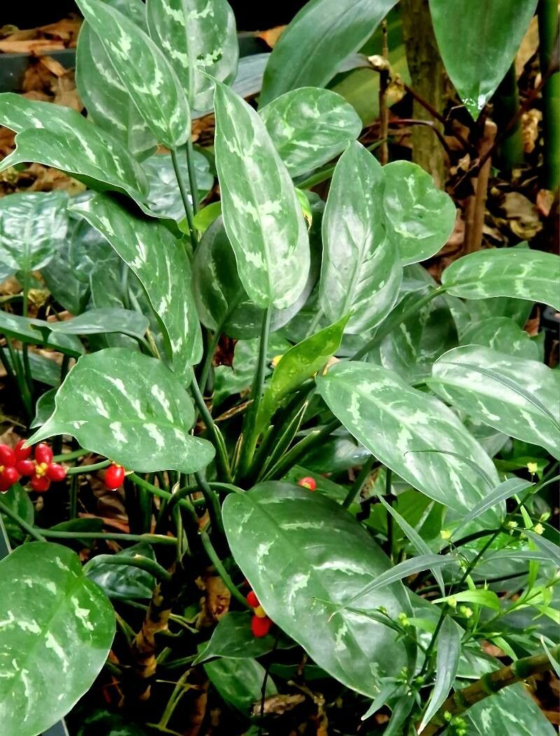 dracaena massangeana cane plant Corn Plant' Mass Cane – Interior Foliage Design main image 0