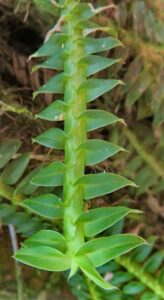 How to Propagate Dichaea pendula