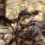 How to Propagate Caulophyllum thalictroides