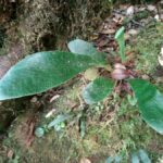 How to Propagate Antrophyum boryanum